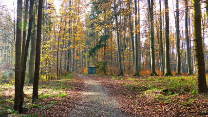 Fichtenwald im Herbst, Herbststimmung im wald in Bayern