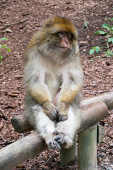 Berberaffen in freier Wildbahn