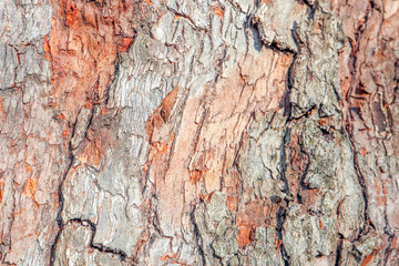 the bark of old pear tree as background macro