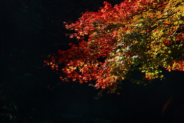 Obraz na płótnie Canvas 烈火の如く燃える秋の萌える紅葉