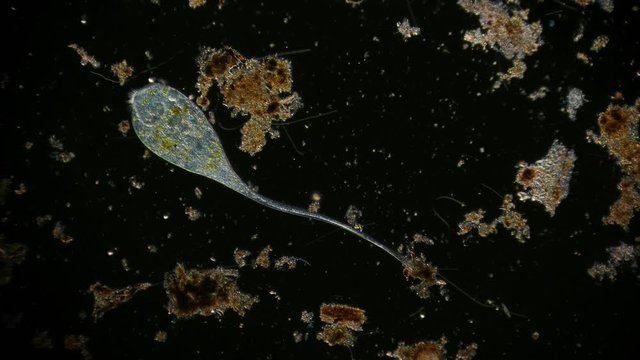 microorganism in pond water under microscope unicellular organisms