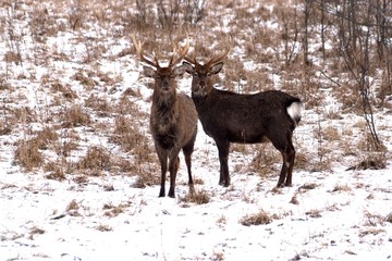 Russia, Yaroslavl region, private hunting grounds, Park of wild animals.