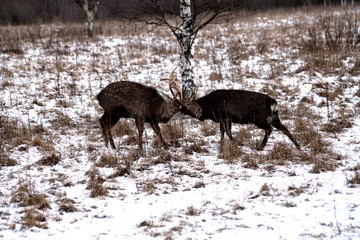 Russia, Yaroslavl region, private hunting grounds, Park of wild animals.