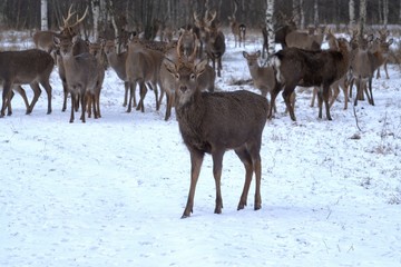 Russia, Yaroslavl region, private hunting grounds, Park of wild animals.