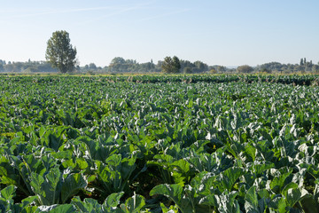Champ de choux &agrave; Clairmarais