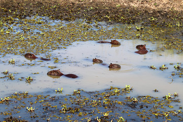 Capybara (Hydrochoerus hydrochaeris) - Pantanal, Mato Grosso, Brazil