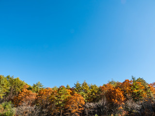 Beautiful autumn leaves in Japan