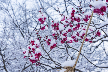 満開の日に降る雪