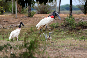 Jabiru (Jabiru mycteria) - Pantanal, Mato Grosso, Brazil