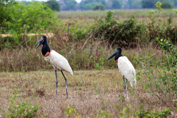 Jabiru (Jabiru mycteria) - Pantanal, Mato Grosso, Brazil