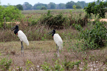 Jabiru (Jabiru mycteria) - Pantanal, Mato Grosso, Brazil