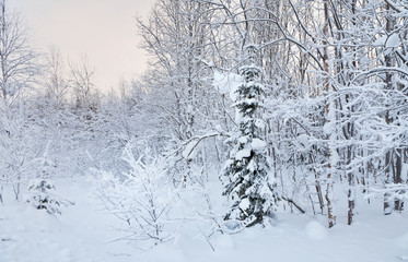 Snowy forest in frosty weather at sunset. Natural cold background