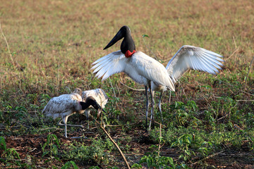 Jabiru (Jabiru mycteria) - Pantanal, Mato Grosso, Brazil