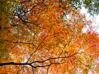 Beautiful autumn leaves in Japan