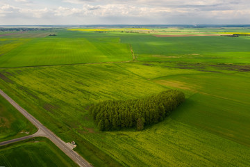 Agricultural fields of Belarus. Plain in the foreground a small forest. View from above