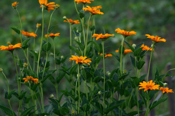 Beautiful green background with orange flowers planted in the flowerbed