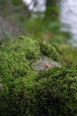 Moos im Wald in Schottland