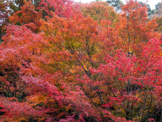 Beautiful autumn leaves in Japan
