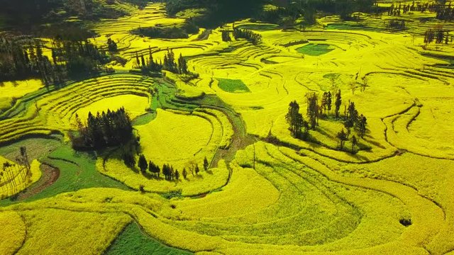 Aerial view drone flight above yellow rapeseed (canola) flower field in spring, Luoping, China