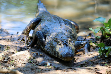 Yacare Caiman (Caiman Yacare) - Pantanal, Mato Grosso, Brazil