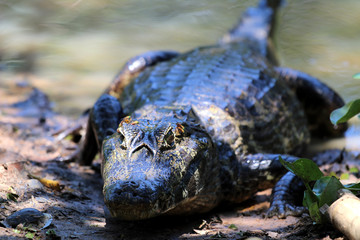 Yacare Caiman (Caiman Yacare) - Pantanal, Mato Grosso, Brazil