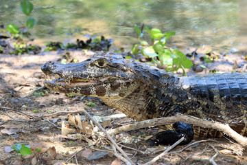 Yacare Caiman (Caiman Yacare) - Pantanal, Mato Grosso, Brazil