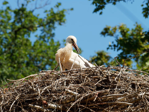 (Ciconia ciconia) Jeune cigogneau pos&eacute; sur son nid 