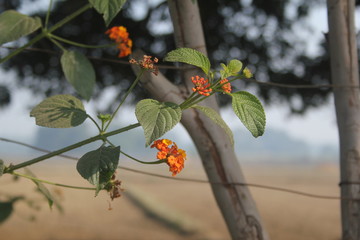 branch with red berries