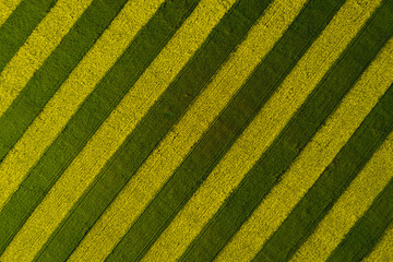 Blooming rapeseed field striped yellow-green. View from above. Background