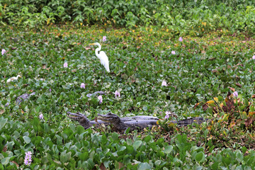 Yacare Caiman (Caiman Yacare) - Pantanal, Mato Grosso, Brazil