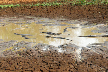 Yacare Caiman (Caiman Yacare) - Pantanal, Mato Grosso, Brazil