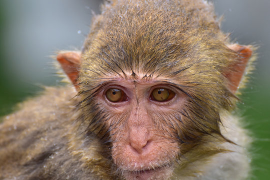 The rhesus macaque monkey (Macaca mulatta), Nanwan Monkey Island, China	
