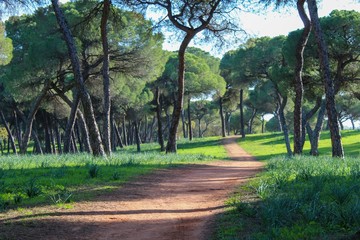 A  amazing landscape whit a river 