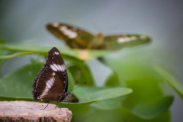 butterfly on leaf