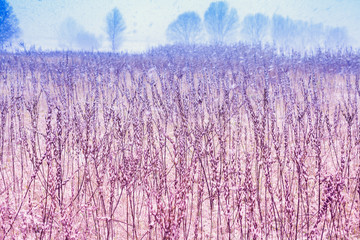 Rural winter landscape.  Field with dry grass covered with snow. Beautiful winter nature
