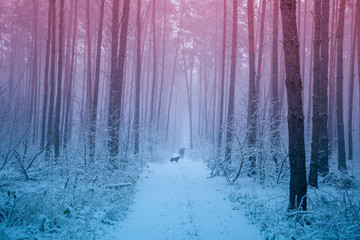 Fototapety na wymiar - Fototapeta24.pl