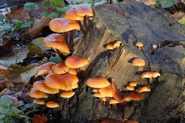Brown wax cap mushrooms growing on an old tree stump