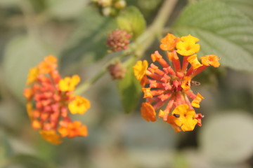flowers in the garden