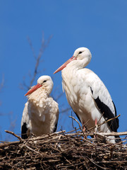 (Ciconia ciconia) Couple de cigognes blanches posées sur un nid 