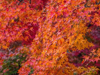 Beautiful autumn leaves in Japan