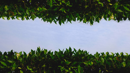 green bush fresh ornamental tree isolated on smooth cloud and clear blue sky background, Space for text.