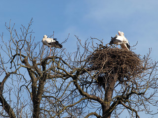(Ciconia ciconia) Couple de cigognes blanches posées sur un nid au sommet d'un arbre