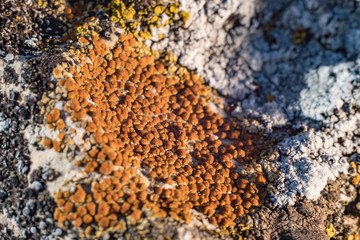 green lichen on the stones