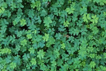 A  amazing landscape whit a river 