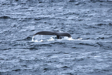 Wal in der Antarktis - Flosse aus Wasser ragend