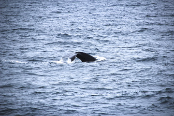 Wal in der Antarktis - Flosse aus Wasser ragend