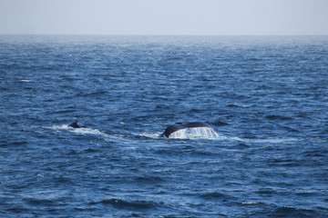 Wal in der Antarktis - Flosse aus Wasser ragend