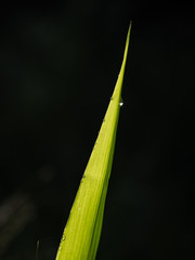 dew on a green grass in the morning