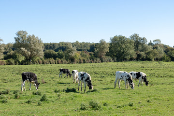 Vaches au pr&eacute; vers Belle-et-Houllefort