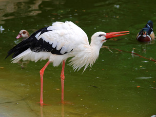 Cigogne blanche (Ciconia ciconia)